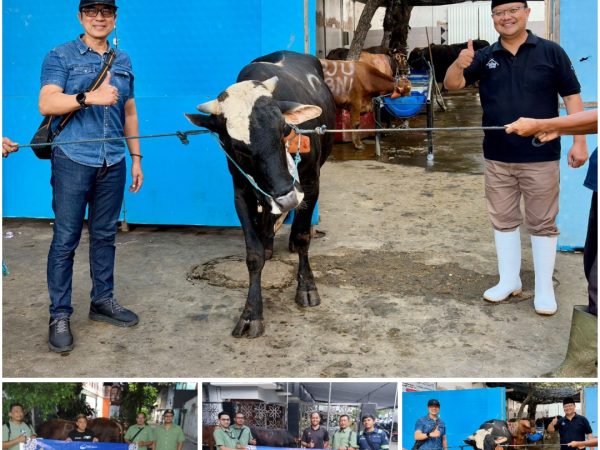 Wujud Kepedulian Sosial, Perumda Air Minum Surya Sembada Kota Surabaya Salurkan 13 Ekor Sapi Qurban pada Idul Adha 1447 H