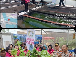 Ketahanan Pangan Berbasis Urban Farming, Polsek Krembangan Panen Sawi dan Tabur Lele