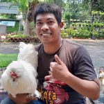 Ayam Kate Cocok Dipelihara di Perkotaan, KATES Ungkap Perawatan dan Potensi Ekonominya