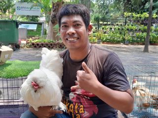 Ayam Kate Cocok Dipelihara di Perkotaan, KATES Ungkap Perawatan dan Potensi Ekonominya